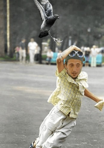 Agression de Myrtille par un pigeon qui lui chie dessus.
